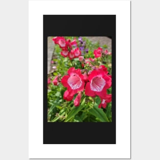 gift, for birthday happy birthday beautiful, flower Posters and Art